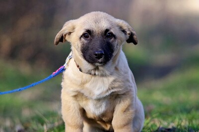 kiko, Mischling Welpen - Rüde