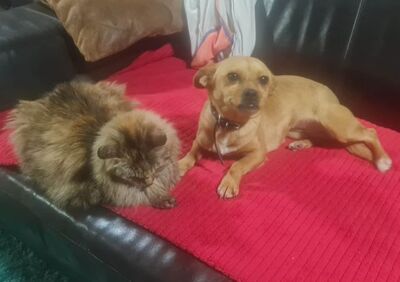 kinder-/+katzenliebe,kastrierte Cera, 5,5 kg, 2 Jahre, in Franken in Pflege, sucht tierliebe Adoptanten, Mischling - Hündin