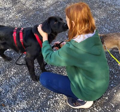 kinder-+katzenlieber, kastrierter Henry, 18 kg, 50 cm, in Franken in Pflege, sucht erfahrene Familie die ihn adoptiert, Windhund, Afghanen, Labrador, Appenzeller -Mix - Rüde