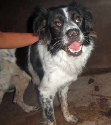 kinderlieber,kastrierter Balto, 55 cm, 2 Jahre, in Franken in Hundepension, sucht Familienanschluß, Mischling - Rüde