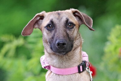 lena, Malinois Mischling Welpen - Hündin