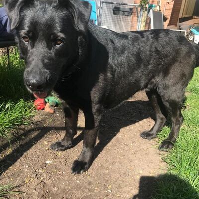 liebe,kastrierte Bella aus der Tötung gerettet, nun in Münster in Pflege, sucht Adoptanten, Labrador - Hündin