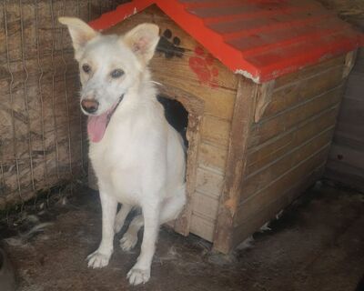 liebe, kastrierte Blanka im rumänischen Tierheim, hofft auf tierliebe Menschen die sie zu sich nehmen., Labrador - Hündin
