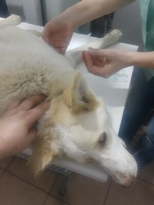 liebe, kastrierte Blanka im rumänischen Tierheim, hofft auf tierliebe Menschen die sie zu sich nehmen., Labrador - Hündin