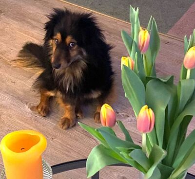 liebe,kastrierte Coco, 30 cm, geb.29.11.2019, in Berlin in Pflege, sucht tierliebe Adoptanten, Mischling - Hündin