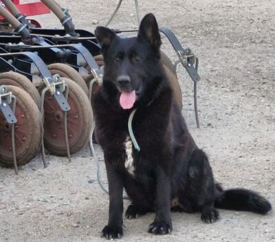 liebe, kastrierte Dolly wurde vom Züchtersohn in die rumänische Tötung abgegeben; wir suchen ein Heim für sie, Deutscher Schäferhund - kastriert - Hündin 1