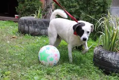 liebe,kastrierte Gina leidet im Zwinger ohne Hundehütte in Rumänien; wir suchen ein Heim für sie., Mischling - Hündin