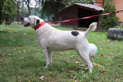 liebe,kastrierte Gina leidet im Zwinger ohne Hundehütte in Rumänien; wir suchen ein Heim für sie., Mischling - Hündin