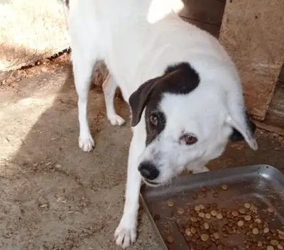 liebe,kastrierte Gina leidet im Zwinger ohne Hundehütte in Rumänien; wir suchen ein Heim für sie., Mischling - Hündin