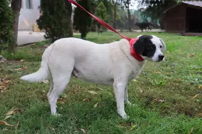 liebe,kastrierte Gina leidet im Zwinger ohne Hundehütte in Rumänien; wir suchen ein Heim für sie., Mischling - Hündin