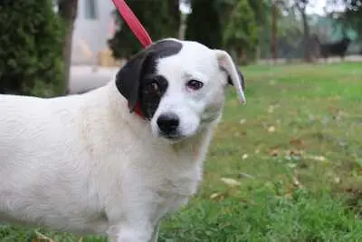 liebe,kastrierte Gina leidet im Zwinger ohne Hundehütte in Rumänien; wir suchen ein Heim für sie., Mischling - Hündin