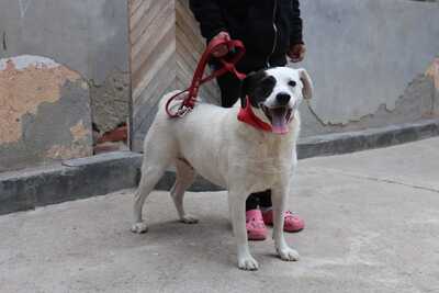 liebe,kastrierte Gina leidet im Zwinger ohne Hundehütte in Rumänien; wir suchen ein Heim für sie., Mischling - Hündin