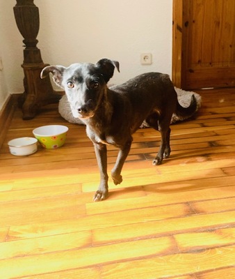 liebe, kastrierte Irmi in Lorsch in Pflege, 6 kg, 30 cm, sucht tierliebe Menschen die ihr ein Heim geben, Mischling - Hündin