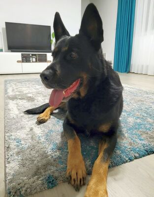 liebe, kastrierte Jessy wurde vom Züchtersohn in die rumänische Tötung abgegeben; wir suchen ein Heim für sie, Deutscher Schäferhund - Hündin