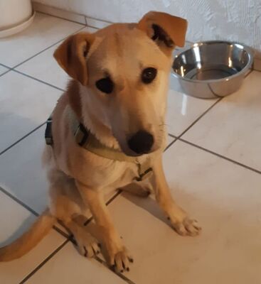 liebe,kastrierte Katinka, geb.3.09.2021, in Zweibrücken in Pflege, sucht Adoptanten, Mischling - Hündin