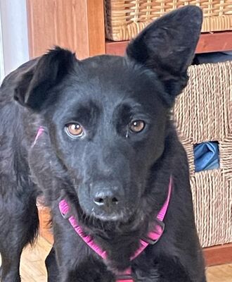 liebe, kastrierte Maria, 37 cm, in Frankfurt in Pflege, sucht tierliebe Adoptanten, Mischling - Hündin