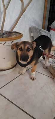 liebe, kleine, kastrierte Mika in Zweibrücken in Pflege, stubenrein,leinenführig, sucht tierliebe Menschen die ihr ein Heim geben, Mischling - Hündin