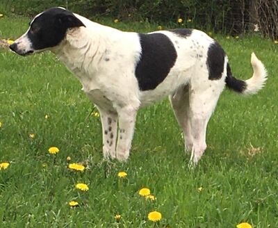 lieber, kastrierter Bruno in Dillenburg in Pflege, sucht Familienanschluß, Mischling - Rüde