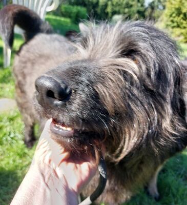 lieber,kastrierter Costy in 38315 in Pflege, aus dem Tötungstierheim gerettet, sucht ein Heim für immer, Mischling - Rüde