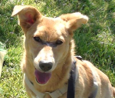 lieber, kastrierter Dreibein Luski, 9 Monate, in Bayern in Pflege, hofft auf tierliebe Menschen die ihn adoptieren, Mischling - Rüde