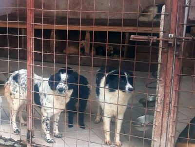 lieber,kastrierter Free im Tötungstierheim in Rumänien, hofft auf ein Heim bei tierlieben Menschen, auf Rettung, Mischling - Rüde