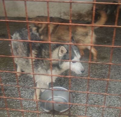 lieber,kastrierter Husky im Tötungstierheim in Rumänien, hofft auf Rettung durch tierliebe Menschen, Husky - Rüde 1