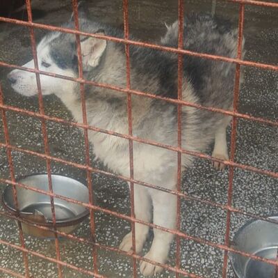 lieber,kastrierter Husky im Tötungstierheim in Rumänien, hofft auf Rettung durch tierliebe Menschen, Husky - Rüde