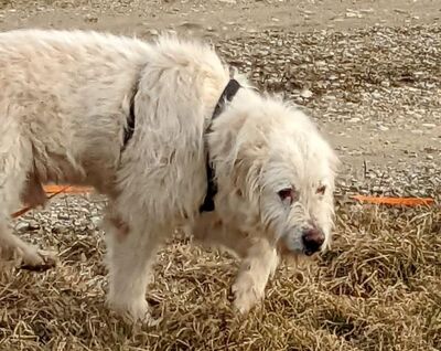 lieber,ruhiger Edison, 10 Jahre, 60 cm, bei Augsburg in Pflege, sucht Familienanschluß bei tierlieben Menschen, Mischling - Rüde