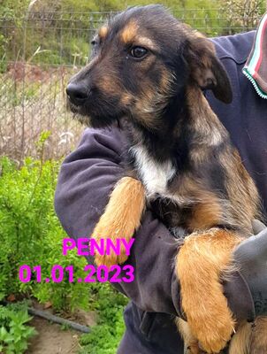 liebes Welpenmädchen Penny hofft auf tierliebe Adoption, Mischling - Hündin 1