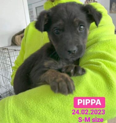 liebes Welpenmädchen Pipa in Rumänien im Zwinger,hofft auf tierliebe Adoption, Mischling - Hündin 1