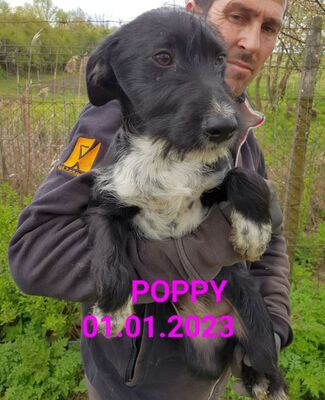 liebes Welpenmädchen Poppy hofft auf tierliebe Adoption, Mischling - Hündin 1