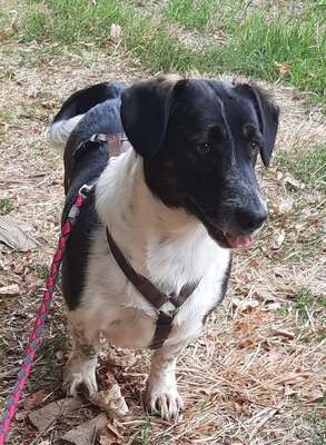 lilo, a Jack Russell Terrier and a Dachshund - Hündin