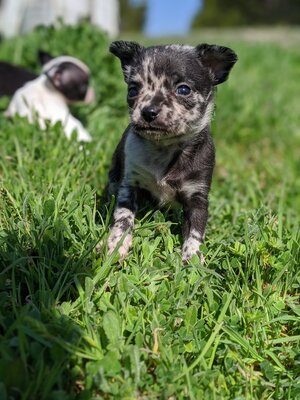 luka ,mina .lira und lina, Chihuahua Welpen - Hündin 1