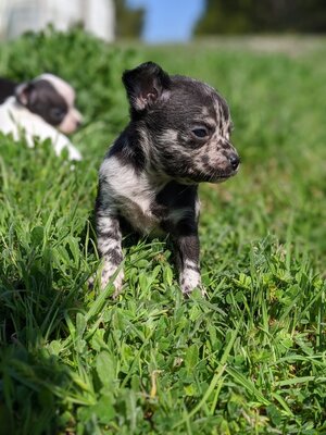 luka ,mina .lira und lina, Chihuahua Welpen - Hündin