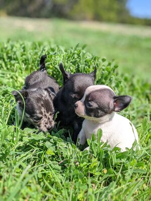 luka ,mina .lira und lina, Chihuahua Welpen - Hündin