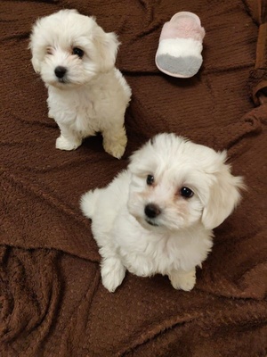 💙männlich 💙, Havaneser Welpen - Hündin