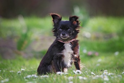 manka, Chihuahuah-hündin - Hündin