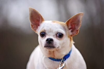 micki, chihuahua - Hündin