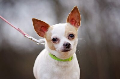 mimi, Chihuahua - Hündin