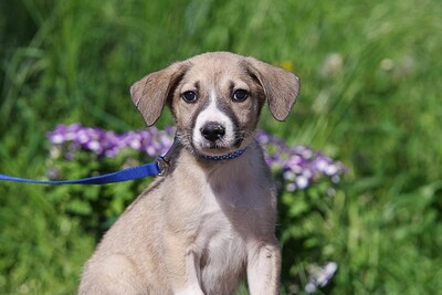 montschi, Mischling Welpen - Rüde