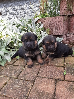 noch ohne, Deutscher Schäferhund Welpen - Rüde