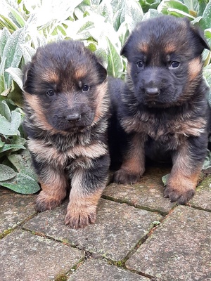 noch ohne, Deutscher Schäferhund Welpen - Rüde