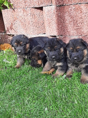 noch ohne, Deutscher Schäferhund Welpen - Rüde