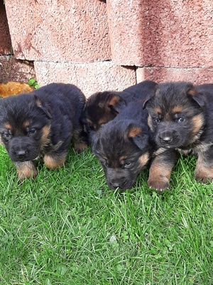 noch ohne, Deutscher Schäferhund Welpen - Rüde