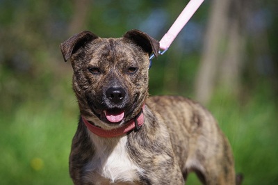 nora, Mischling - Hündin