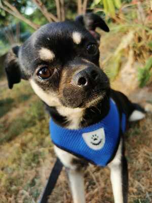 Öcsi super süßer Chihuahua-Mops-Mischling sucht..., Chihuahua - Rüde