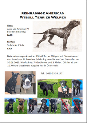 reinrassige American Pitbull Terrier Welpen, American Pitbull Terrier Welpen - Hündin 1