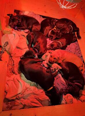 reinrassige American Pitbull Terrier Welpen, American Pitbull Terrier Welpen - Hündin