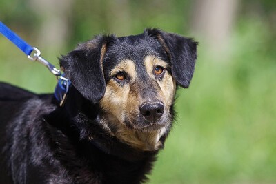 sanyo, Dackelmischling - Rüde