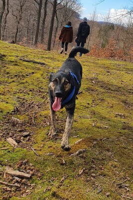 shelby, Mischling - Rüde